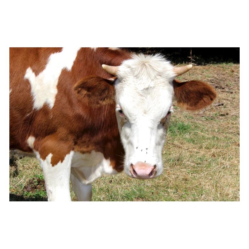 Affiche de vache