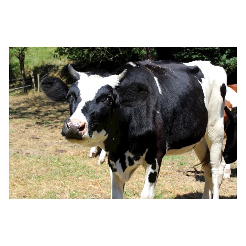 Affiche de vache
