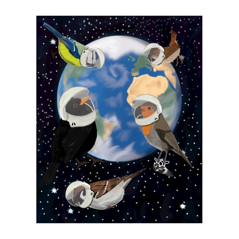 Oiseaux dans l’espace Merle mere bleue Moineau de clôture