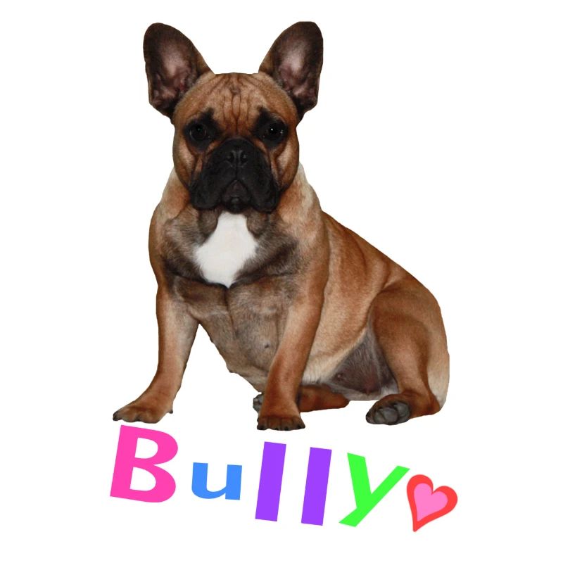 Français Bouledogue