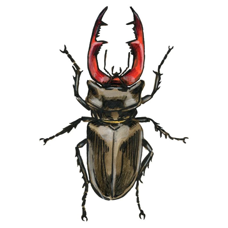 Hirschkäfer