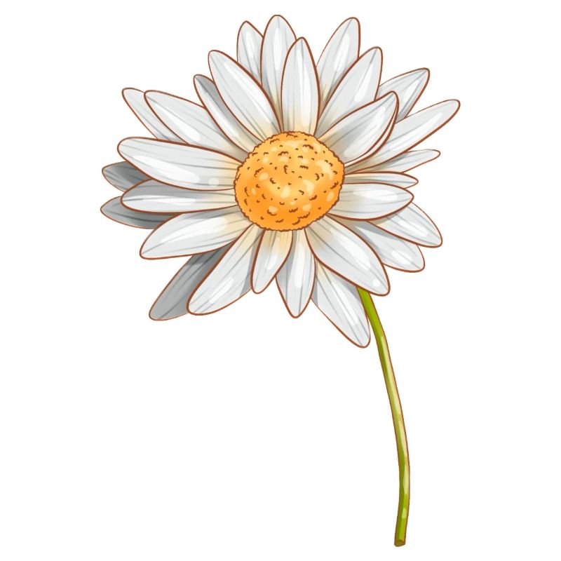 Gänseblümchen