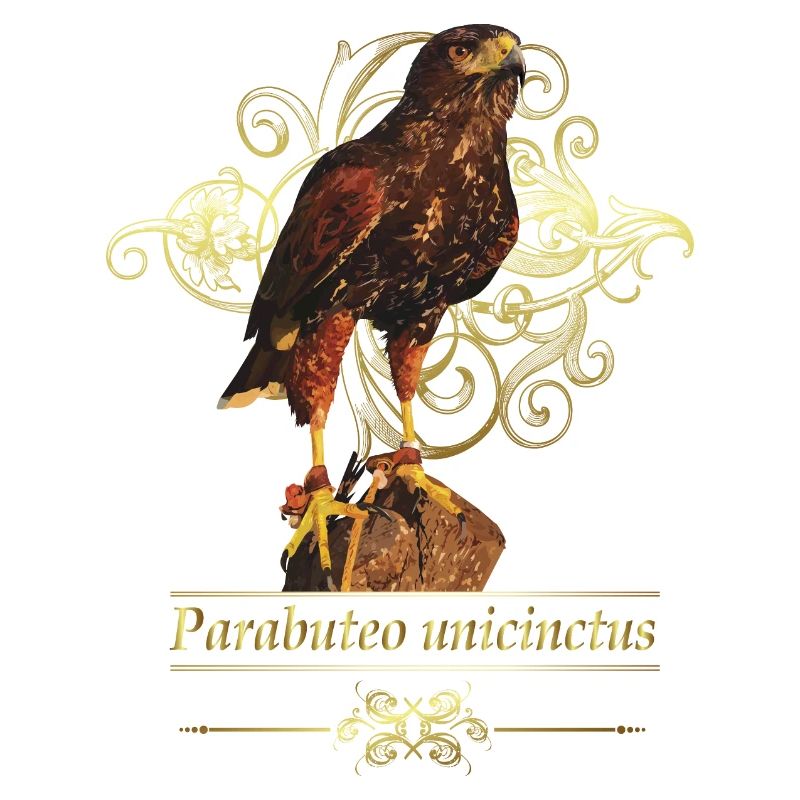 Reddish-reddish hawk