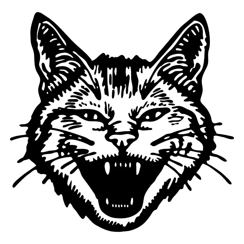 Chat Chats Chat Dame Chat Amoureux Chat Visage