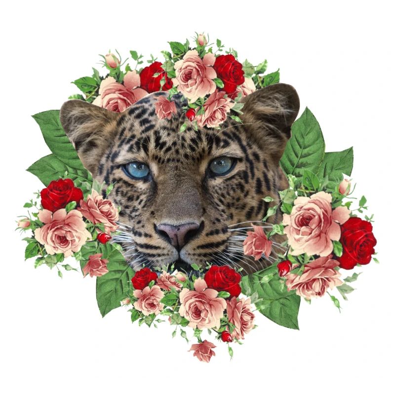 Leo Le Chat