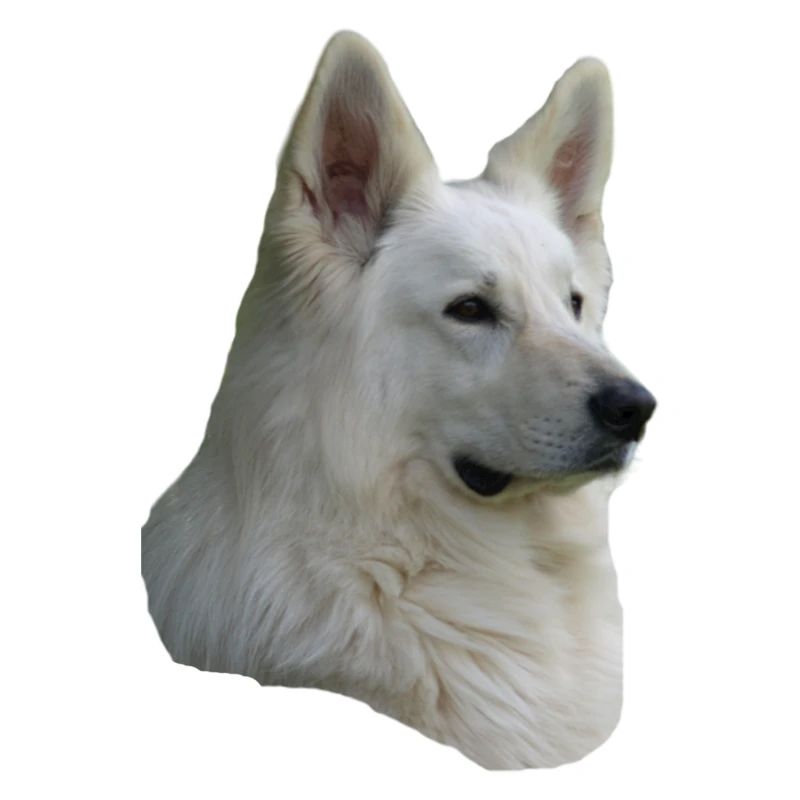 White Shepherd Head