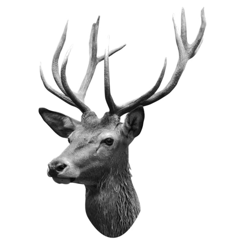 Deer head