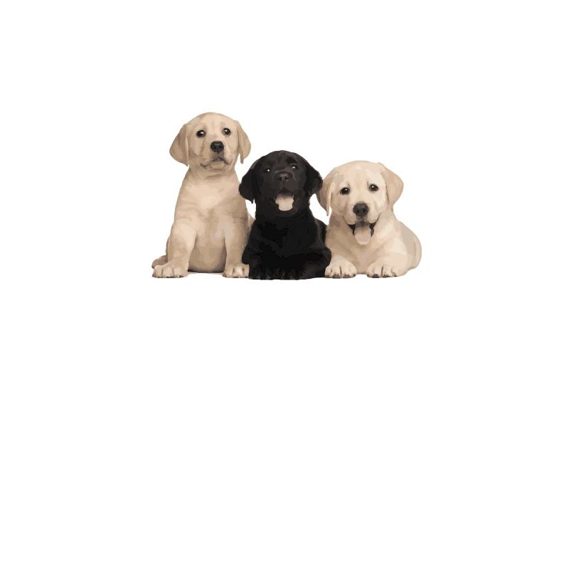 Das Leben eines Labradorhundes ist mit einem Labrador besser