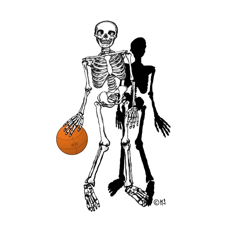 squelette basket