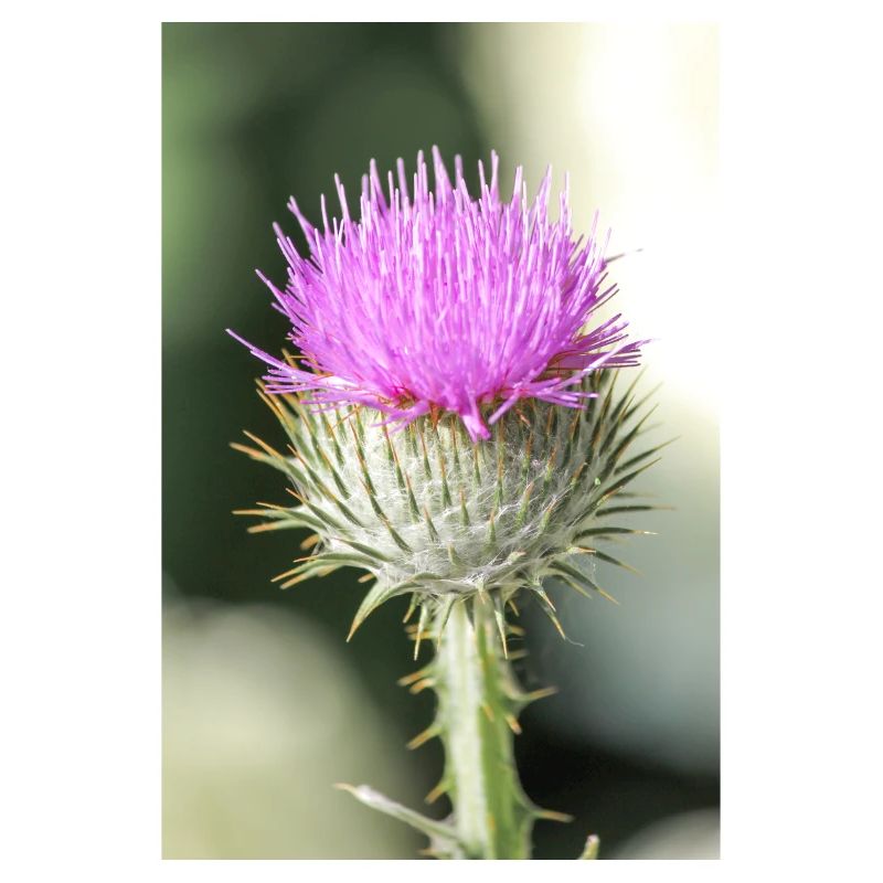 cotton thistle also Scotch or Scottish thistle