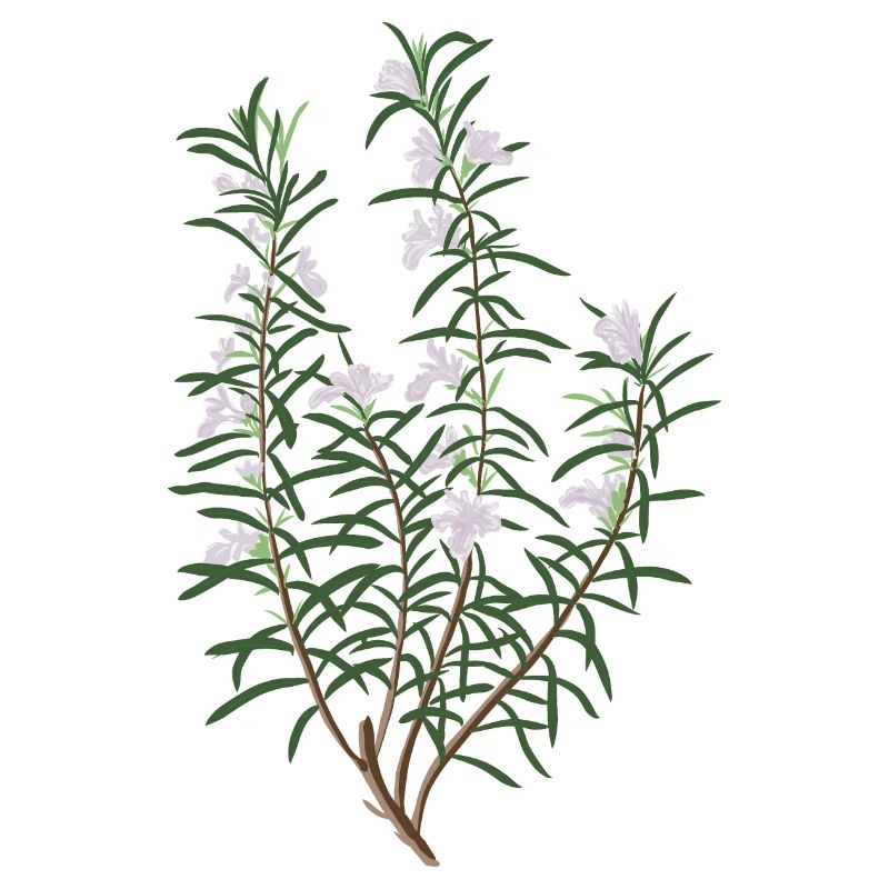 Romarin fleuri