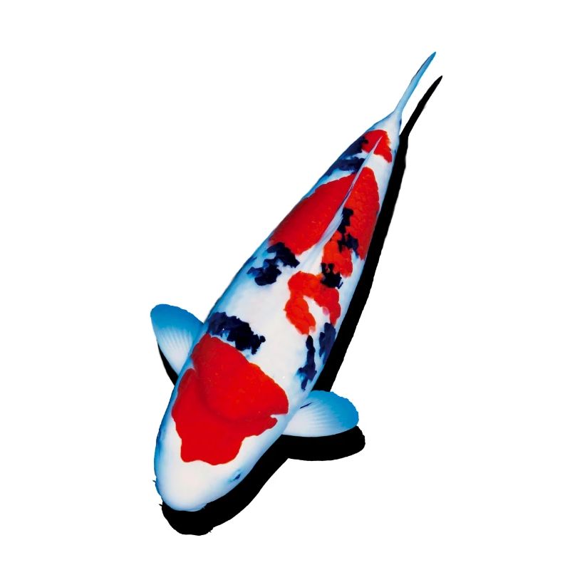 KOI carp