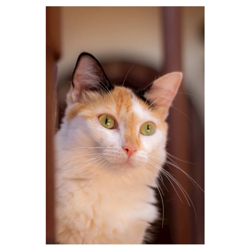 le chat au doux regard