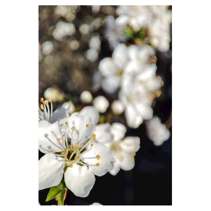 Blüte