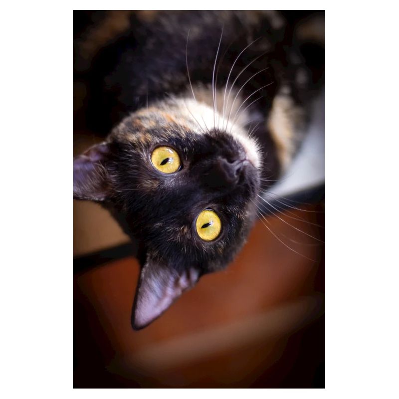 le chat