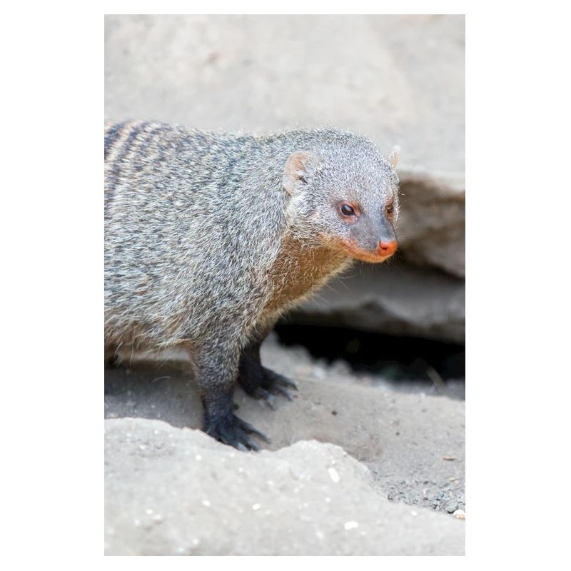 Gebänderte Manguste oder Zebramanguste