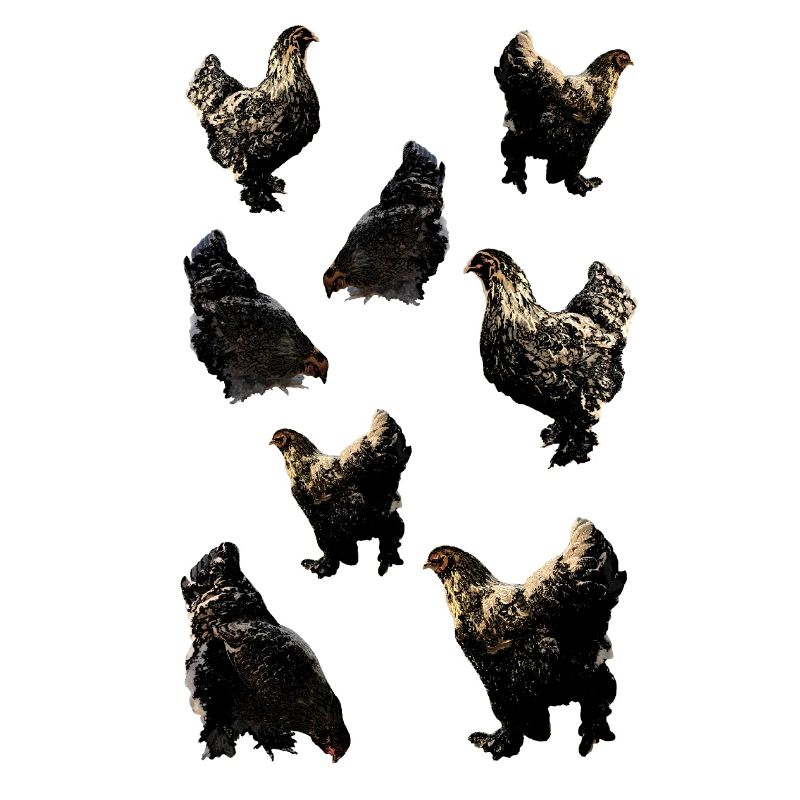 Poulets