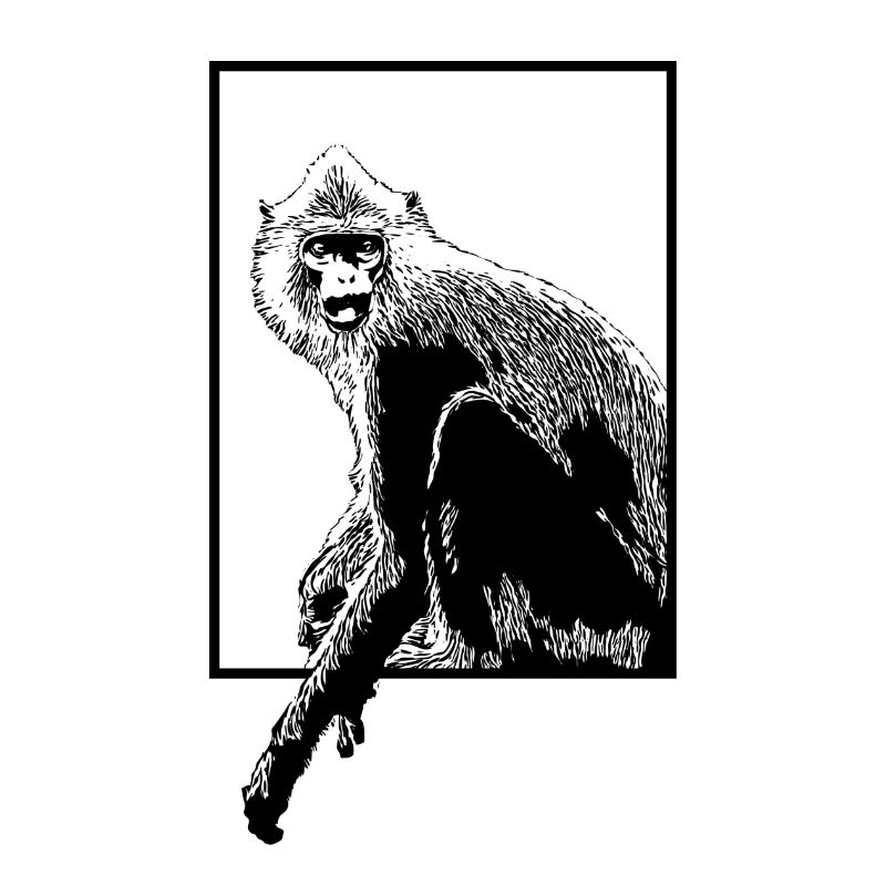 Monkey Hanuman Langure