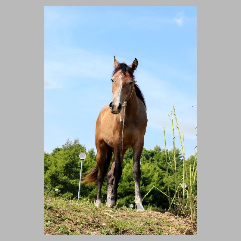 Affiche Cheval Cheval