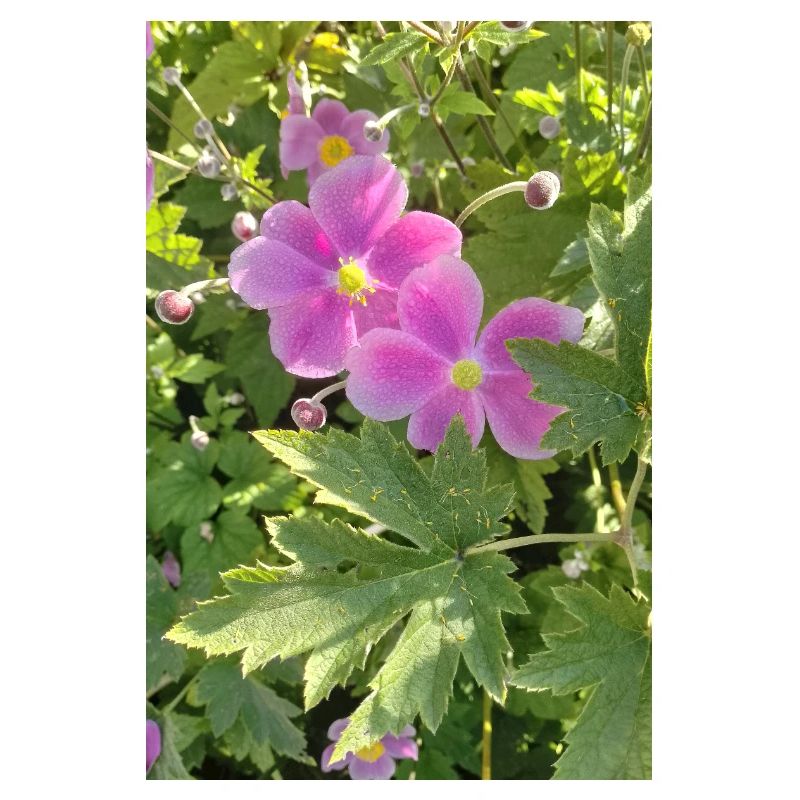 HERBST-ANEMONEN