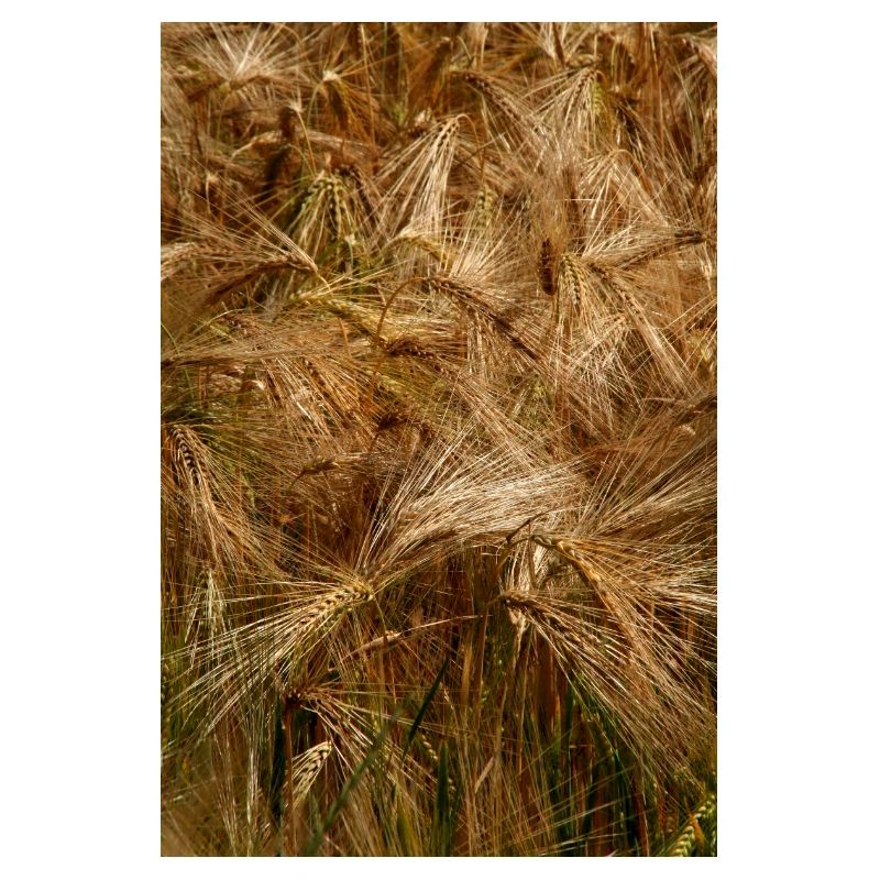 Golden wheat field nature pattern