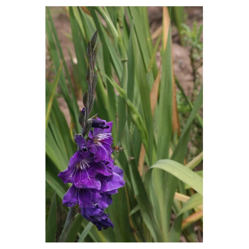 Gladiolus – starch in bloom