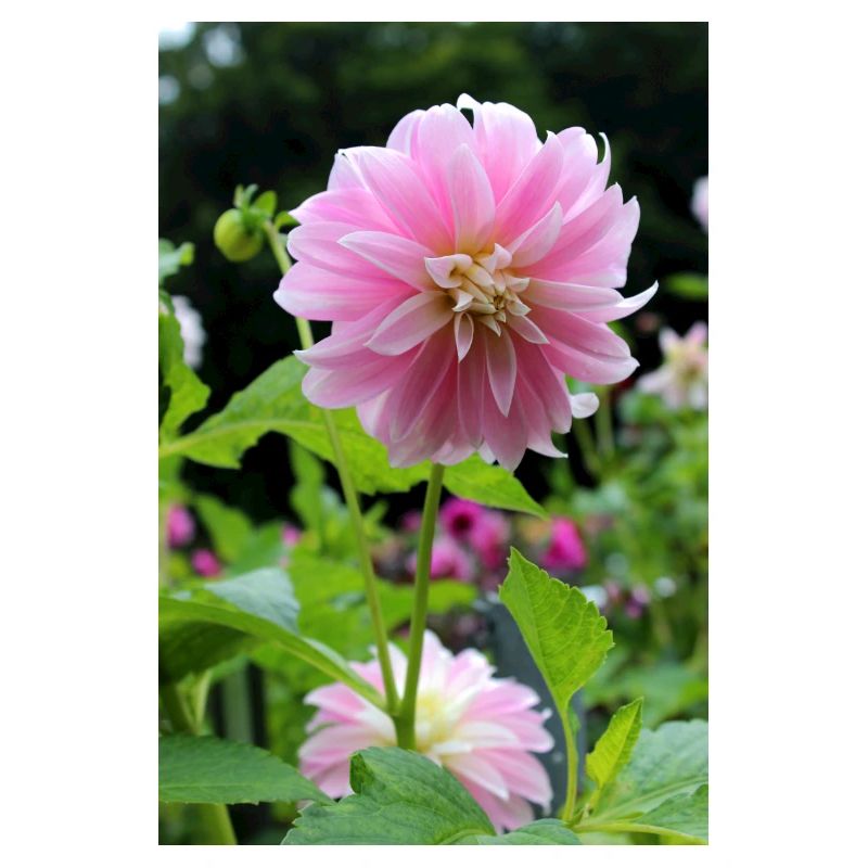Dahlia rose rose fleur, fleur