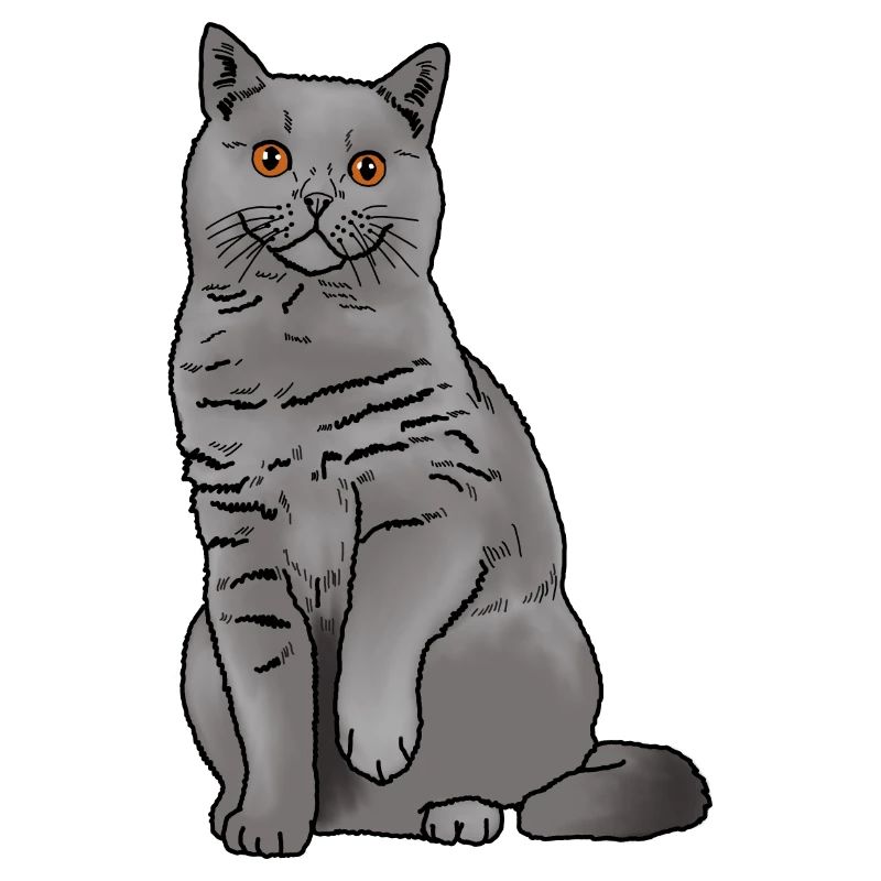 Britisch Kurzhaar Katze