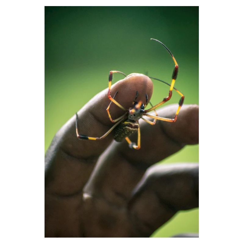 Spinne