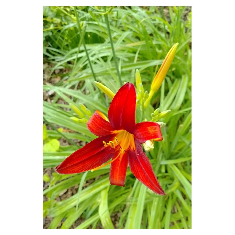 LYS DE FEU