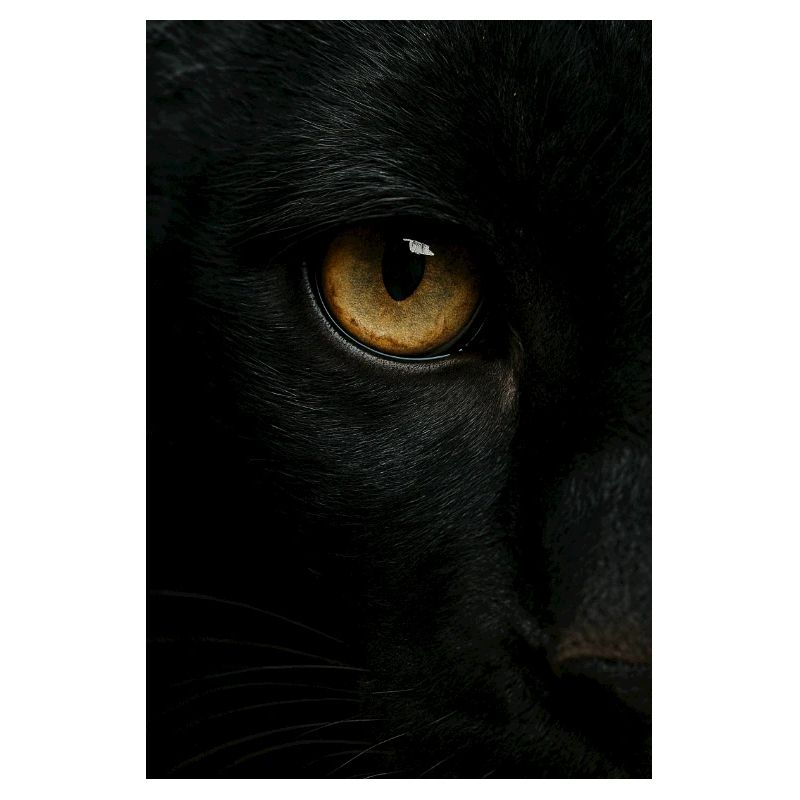 Mystischer Schwarzer Panther Blick