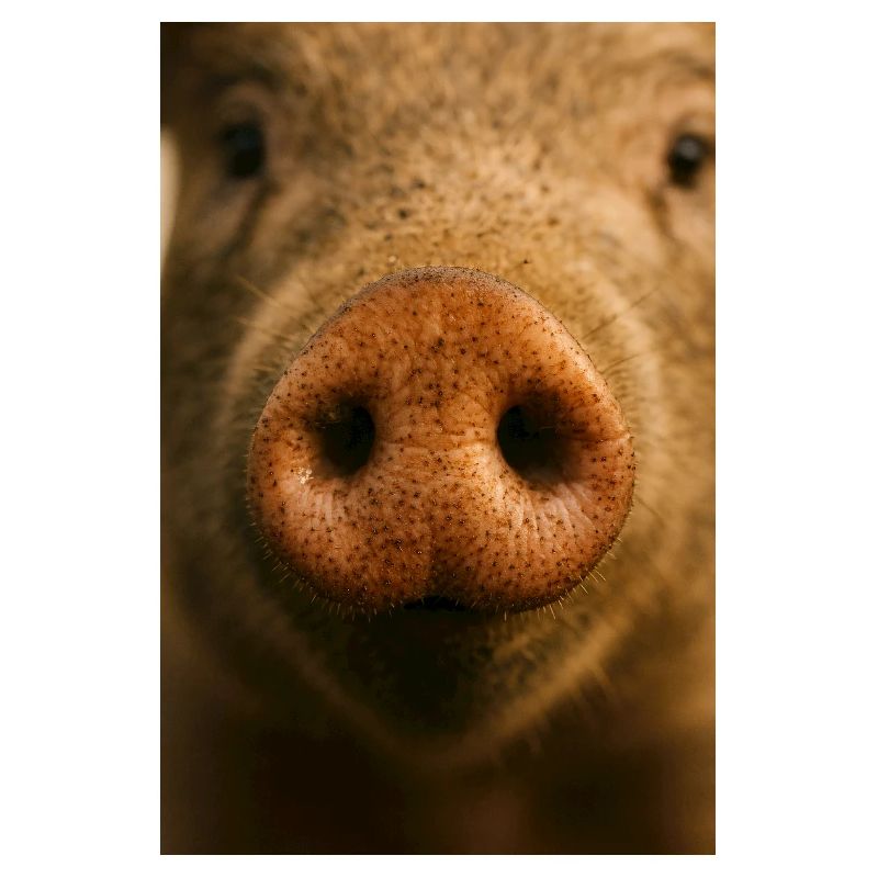 Gros plan chaleureux du museau de cochon
