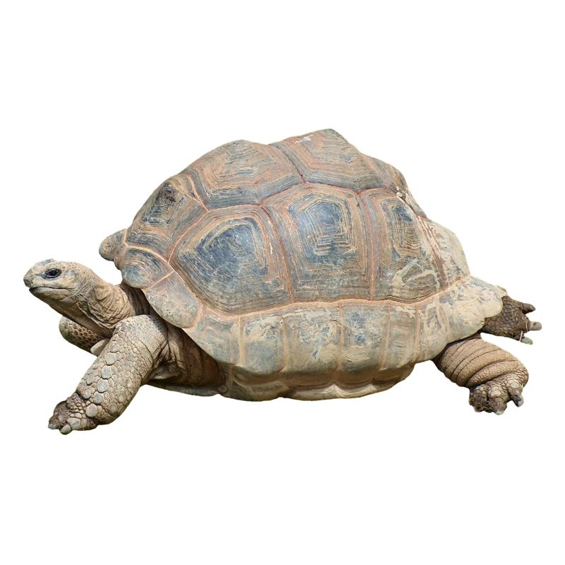 turtle schilkroete