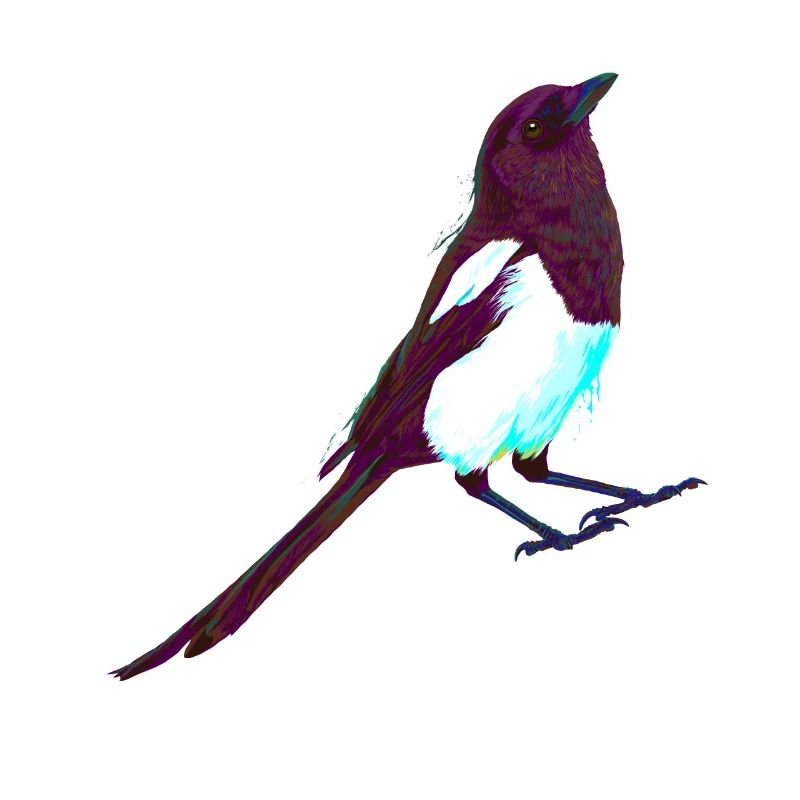 Pie d’oiseau Splash colorée