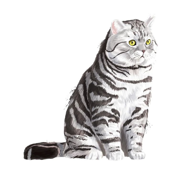Sitzende Tabby Britisch Kurzhaar Katze
