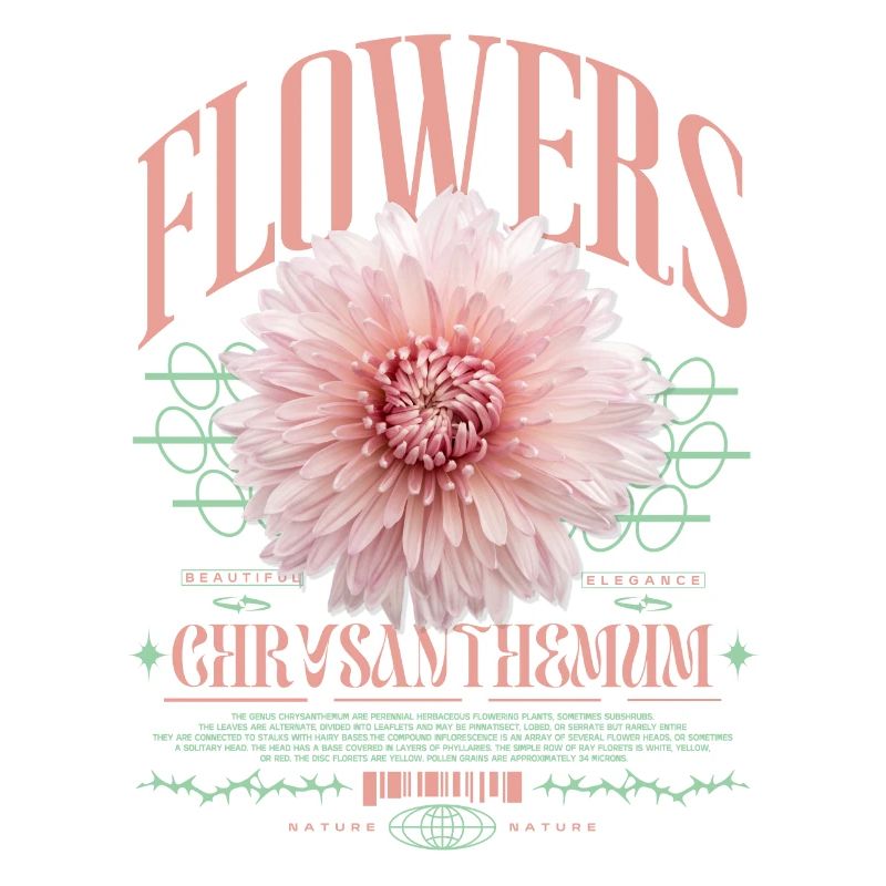 Chrysanthème Chrysanthèmes
