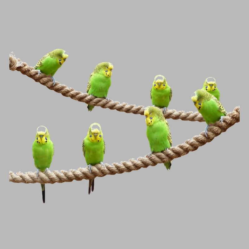 waves budgie birds voegel