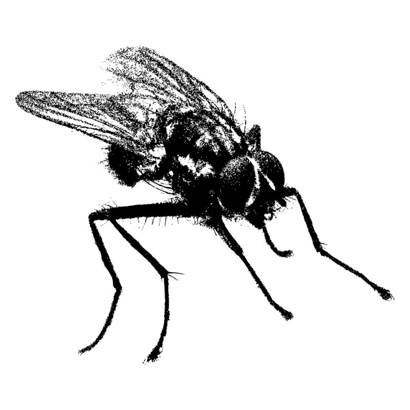 Fliege