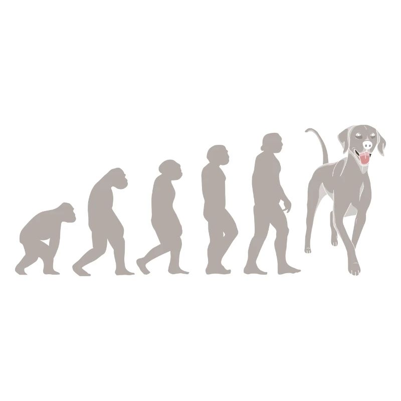 Evolution Weimaraner