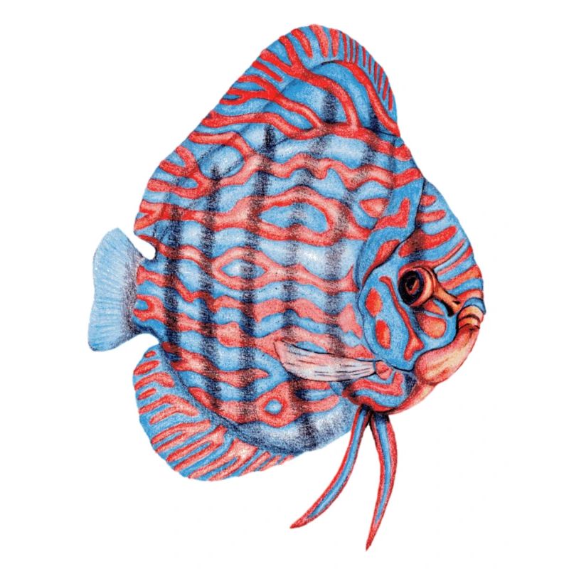 Diskus