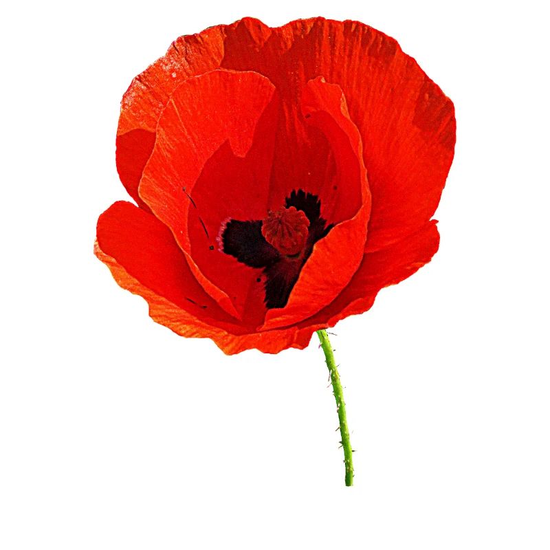 Klatschmohn