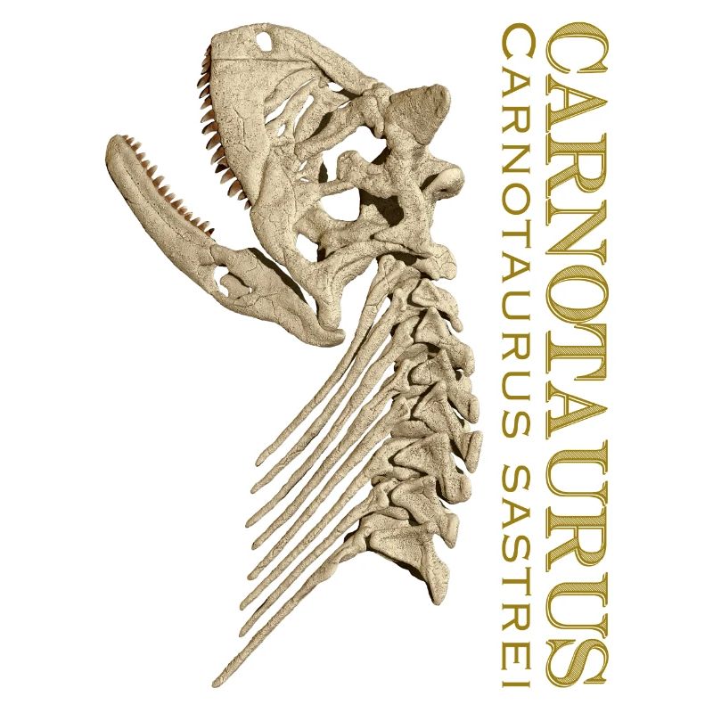 Carnotaurus skull bone
