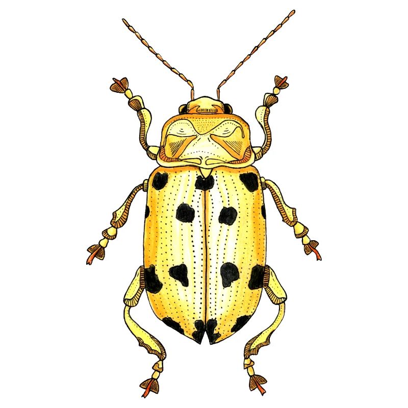 Big Beetle Stag - cerf géant