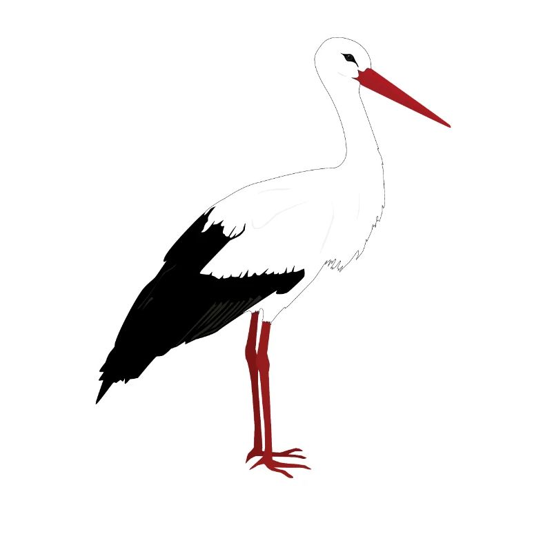 Storch steht