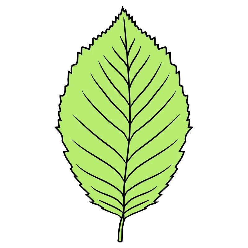 hêtre feuille arbre plante forme clip art conception forêt