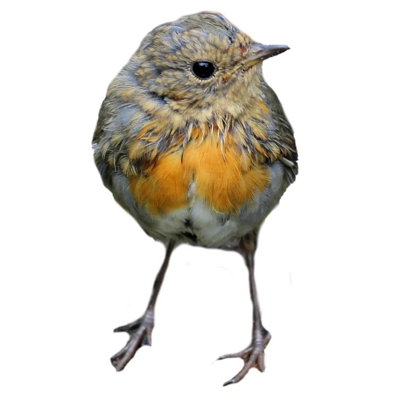 Vogel