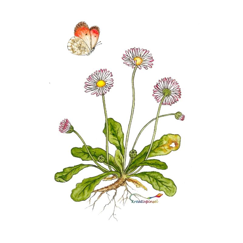 Gänseblümchen mit Aurorafalter