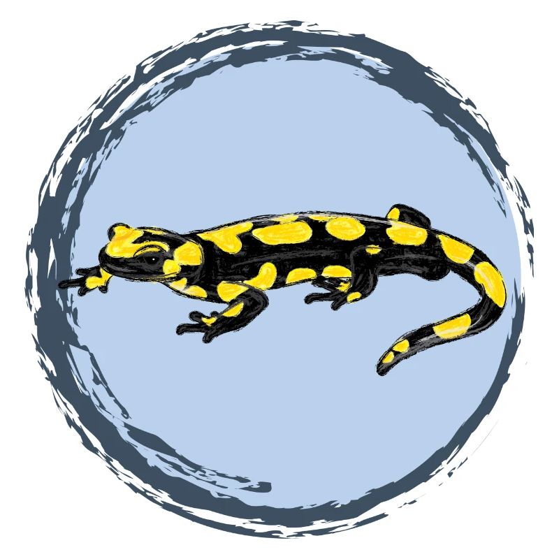 Feuersalamander / Fire Salamander II