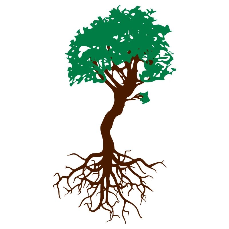 Bonsai tree with roots arborvitae live tree