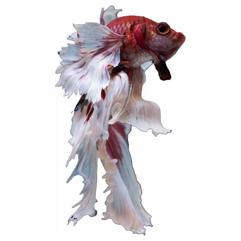 Betta, betta fish